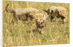 Three Cheetah Cubs Playing in the grass in the Masai Mara by Anonymous