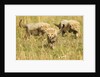 Three Cheetah Cubs Playing in the grass in the Masai Mara by Anonymous