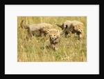 Three Cheetah Cubs Playing in the grass in the Masai Mara by Anonymous