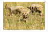 Three Cheetah Cubs Playing in the grass in the Masai Mara by Anonymous