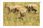 Three Cheetah Cubs Playing in the grass in the Masai Mara by Anonymous