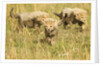 Three Cheetah Cubs Playing in the grass in the Masai Mara by Anonymous