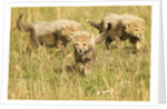 Three Cheetah Cubs Playing in the grass in the Masai Mara by Anonymous