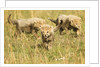 Three Cheetah Cubs Playing in the grass in the Masai Mara by Anonymous