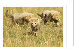 Three Cheetah Cubs Playing in the grass in the Masai Mara by Anonymous