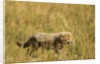Cheetah Cub Playing in the grass in the Masai Mara by Anonymous