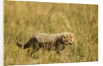 Cheetah Cub Playing in the grass in the Masai Mara by Anonymous