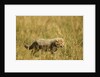 Cheetah Cub Playing in the grass in the Masai Mara by Anonymous