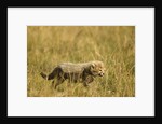 Cheetah Cub Playing in the grass in the Masai Mara by Anonymous