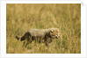 Cheetah Cub Playing in the grass in the Masai Mara by Anonymous