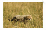 Cheetah Cub Playing in the grass in the Masai Mara by Anonymous