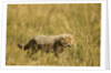 Cheetah Cub Playing in the grass in the Masai Mara by Anonymous