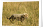 Cheetah Cub Playing in the grass in the Masai Mara by Anonymous