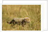 Cheetah Cub Playing in the grass in the Masai Mara by Anonymous