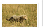 Cheetah Cub Playing in the grass in the Masai Mara by Anonymous