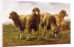 Sheep Grazing in a Meadow by Rosa Bonheur