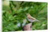 Hermit Thrush by Anonymous