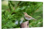 Hermit Thrush by Anonymous