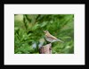 Hermit Thrush by Anonymous