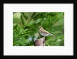 Hermit Thrush by Anonymous
