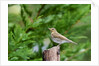 Hermit Thrush by Anonymous