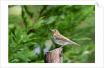 Hermit Thrush by Anonymous