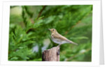 Hermit Thrush by Anonymous