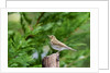 Hermit Thrush by Anonymous
