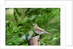 Hermit Thrush by Anonymous