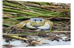 Crab - Crustaceans by Anonymous