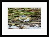 Crab - Crustaceans by Anonymous