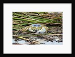 Crab - Crustaceans by Anonymous
