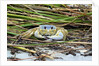 Crab - Crustaceans by Anonymous