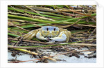 Crab - Crustaceans by Anonymous