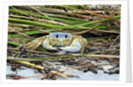 Crab - Crustaceans by Anonymous