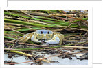 Crab - Crustaceans by Anonymous