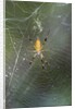 Orb Weaver - Arachnids by Anonymous