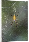 Orb Weaver - Arachnids by Anonymous
