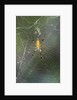 Orb Weaver - Arachnids by Anonymous
