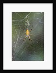 Orb Weaver - Arachnids by Anonymous