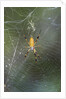 Orb Weaver - Arachnids by Anonymous