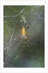 Orb Weaver - Arachnids by Anonymous