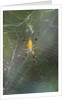Orb Weaver - Arachnids by Anonymous