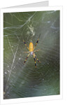 Orb Weaver - Arachnids by Anonymous