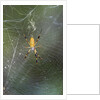 Orb Weaver - Arachnids by Anonymous