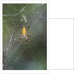 Orb Weaver - Arachnids by Anonymous