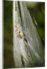 Orb Weaver - Arachnids by Anonymous