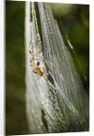 Orb Weaver - Arachnids by Anonymous