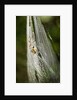 Orb Weaver - Arachnids by Anonymous