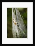Orb Weaver - Arachnids by Anonymous